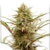CBD Compassion de Dutch Passion, son semillas de marihuana feminizadas que puedes comprar en nuestro grow shop online.
