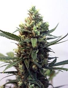 TOXIC de Ripper Seeds, son semillas de marihuana feminizadas que puedes comprar en nuestro grow shop