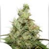 CBD Kush de Dutch Passion, son semillas de marihuana feminizadas que puedes comprar en nuestro grow shop online.