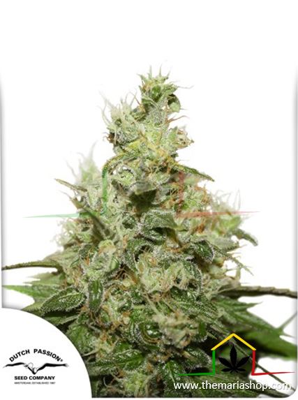 CBD Kush de Dutch Passion, son semillas de marihuana feminizadas que puedes comprar en nuestro grow shop online.