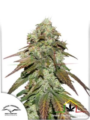 CBD Mazar de Dutch Passion, son semillas de marihuana feminizadas que puedes comprar en nuestro grow shop online.