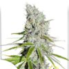 CBD Skunk Haze de Dutch Passion, son semillas de marihuana feminizadas que puedes comprar en nuestro grow shop online.