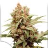 CBG Force de Dutch Passion, son semillas de marihuana feminizadas que puedes comprar en nuestro grow shop online.