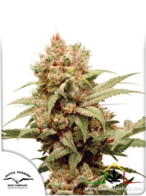 CBG Force de Dutch Passion, son semillas de marihuana feminizadas que puedes comprar en nuestro grow shop online.