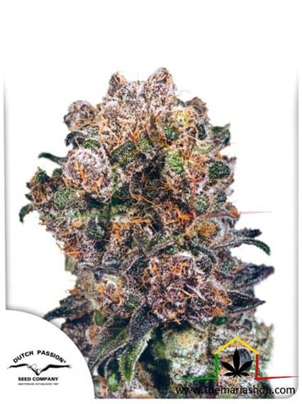 Blueberry de Dutch Passion, son semillas de marihuana regulares que puedes comprar en nuestro Grow Shop online.