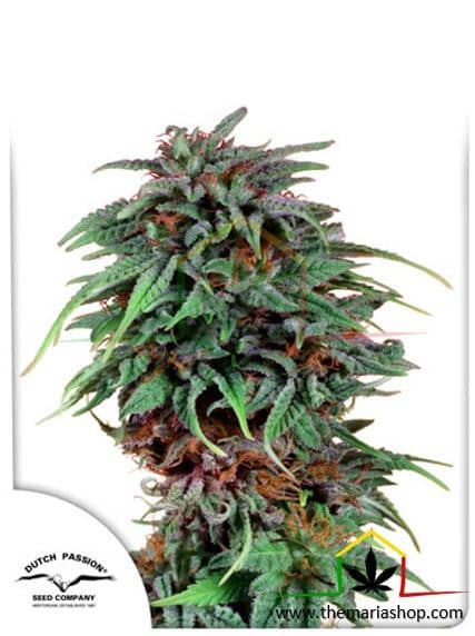 Durban Poison Regular de Dutch Passion, son semillas de marihuana regulares que puedes comprar en nuestro Grow Shop online.