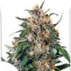 Hollands Hope de Dutch Passion, son semillas de marihuana regulares que puedes comprar en nuestro Grow Shop online.