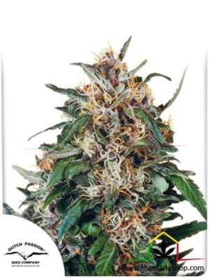Hollands Hope de Dutch Passion, son semillas de marihuana regulares que puedes comprar en nuestro Grow Shop online.
