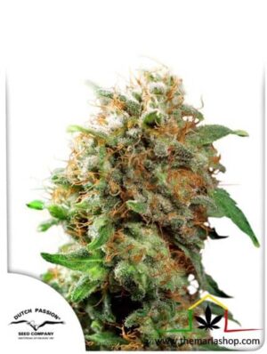 Mazar de Dutch Passion, son semillas de marihuana regulares que puedes comprar en nuestro Grow Shop online.