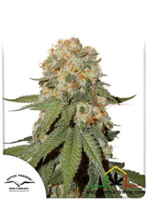 Orange Bud Regular de Dutch Passion, son semillas de marihuana regulares que puedes comprar en nuestro Grow Shop online.