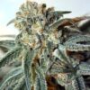 ZOMBIE KUSH de Ripper Seeds, son semillas de marihuana feminizadas que puedes comprar en nuestro grow shop