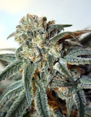 ZOMBIE KUSH de Ripper Seeds, son semillas de marihuana feminizadas que puedes comprar en nuestro grow shop