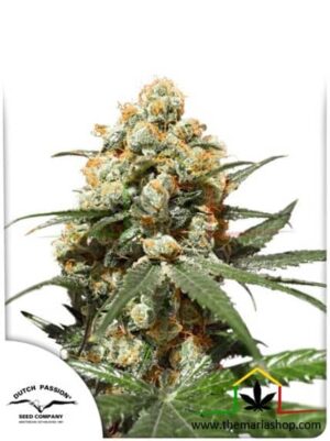 Orange Hill Special de Dutch Passion, son semillas de marihuana regulares que puedes comprar en nuestro grow shop online.