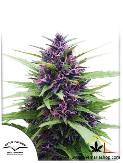 Shaman de Dutch Passion, son semillas de marihuana regulares que puedes comprar en nuestro Grow Shop online.