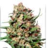 Skunk #1 de Dutch Passion, son semillas de marihuana regulares que puedes comprar en nuestro grow shop online.