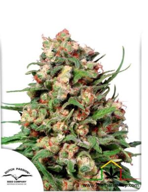 Skunk #1 de Dutch Passion, son semillas de marihuana regulares que puedes comprar en nuestro grow shop online.