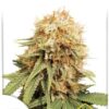 White Widow de Dutch Passion, sont des graines de marihuana regulares que puedes comprar en nuestro grow shop online.
