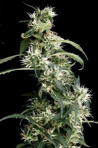 Arjan's Ultra Haze 2 de Green House Seeds, son semillas de marihuana feminizadas que puedes comprar en nuestro Grow Shop online.
