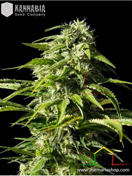 Big Bull de Kannabia Seeds, son semillas de marihuana feminizadas que puedes comprar en nuestro grow shop online.