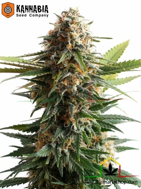 Big Band de Kannabia Seeds, son semillas de marihuana feminizadas que puedes comprar en nuestro grow shop online.