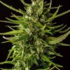 Dosidos de Kannabia Seeds, son semillas de marihuana feminizadas que puedes comprar en nuestro grow shop online.