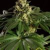 Dream Sherbet de Kannabia Seeds, son semillas de marihuana feminizadas que puedes comprar en nuestro grow shop online.