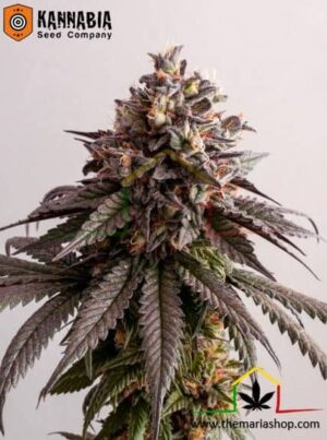 Gelato-K de Kannabia Seeds, son semillas de marihuana feminizadas que puedes comprar en nuestro grow shop online.