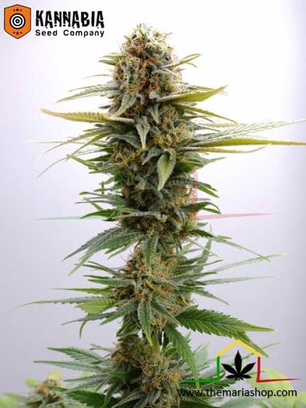 GSC de Kannabia Seeds, son semillas de marihuana feminizadas que puedes comprar en nuestro grow shop online.