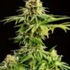 Hellfire OG de Kannabia Seeds, son semillas de marihuana feminizadas que puedes comprar en nuestro grow shop online.
