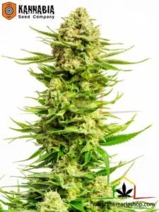 Indica Cream de Kannabia Seeds, son semillas de marihuana feminizadas