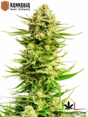 Indica Cream de Kannabia Seeds, son semillas de marihuana feminizadas que puedes comprar en nuestro grow shop online.