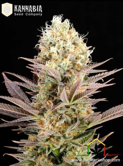 Kaboom de Kannabia Seeds, son semillas de marihuana feminizadas que puedes comprar en nuestro grow shop online.