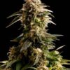 Kiss de Kannabia Seeds, son semillas de marihuana feminizadas que puedes comprar en nuestro grow shop online.