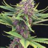 Purple Kush de Kannabia Seeds, son semillas de marihuana feminizadas que puedes comprar en nuestro grow shop online.