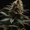 Sativa Dream de Kannabia Seeds, son semillas de marihuana feminizadas que puedes comprar en nuestro grow shop online.