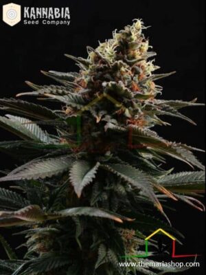 Sativa Dream de Kannabia Seeds, son semillas de marihuana feminizadas que puedes comprar en nuestro grow shop online.