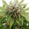 Silver Widow de Kannabia Seeds, son semillas de marihuana feminizadas que puedes comprar en nuestro grow shop online.