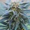 Skunk + de Kannabia Seeds, son semillas de marihuana feminizadas que puedes comprar en nuestro grow shop online.