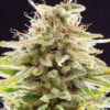 Super OG Kush de Kannabia Seeds, son semillas de marihuana feminizadas que puedes comprar en nuestro grow shop online.