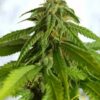 Afrodite de Kannabia Seeds, semillas de marihuana cruce (Jack Herer x Marroc) sativa/indica con un THC elevado, que puedes comprar en nuestro grow shop online.