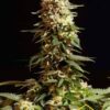 La Blanca de Kannabia, semillas de marihuana (Great White Shark x Snow White) medicinal con fuerte olor Skunk, que puedes comprar en nuestro grow shop online.