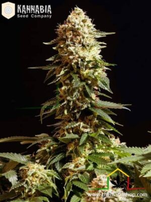 La Blanca de Kannabia, semillas de marihuana (Great White Shark x Snow White) medicinal con fuerte olor Skunk, que puedes comprar en nuestro grow shop online.