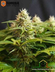 Colombian Jack de Kannabia Seeds - Variedades de marihuana con más THC