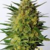 Super AK de Kannabia Seeds, semillas de marihuana que puedes comprar en nuestro grow shop online Themariashop.