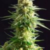 Kritikal-k de Kannabia Seeds, son semillas de marihuana feminizadas que puedes comprar en nuestro grow shop online.
