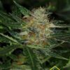 Dream Sherbet Auto de Kannabia Seeds, son semillas de marihuana feminizadas autoflorecientes que puedes comprar en nuestro grow shop online.