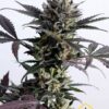 Lemon Haze Auto de Kannabia Seeds, son semillas de marihuana feminizadas autoflorecientes que puedes comprar en nuestro grow shop online.