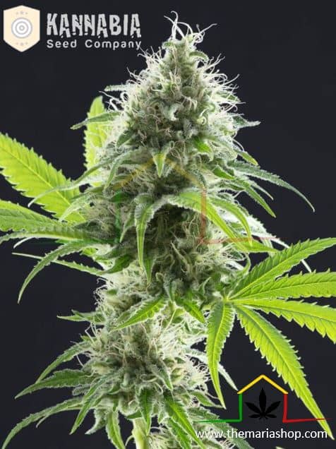 Kama Kush CBD de Kannabia Seeds, son semillas de marihuana CBD feminizadas