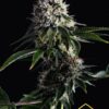 Swiss Dream CBD de Kannabia Seeds, son semillas de marihuana CBD feminizadas