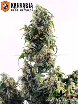 CBDV Auto de Kannabia Seeds, son semillas de marihuana CBD feminizadas que puedes comprar en nuestro grow shop online.